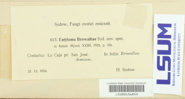 Entyloma browalliae image