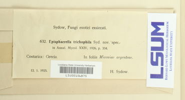 Episphaerella trichophila image
