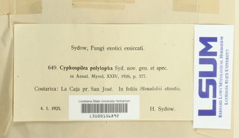 Cyphospilea polylopha image