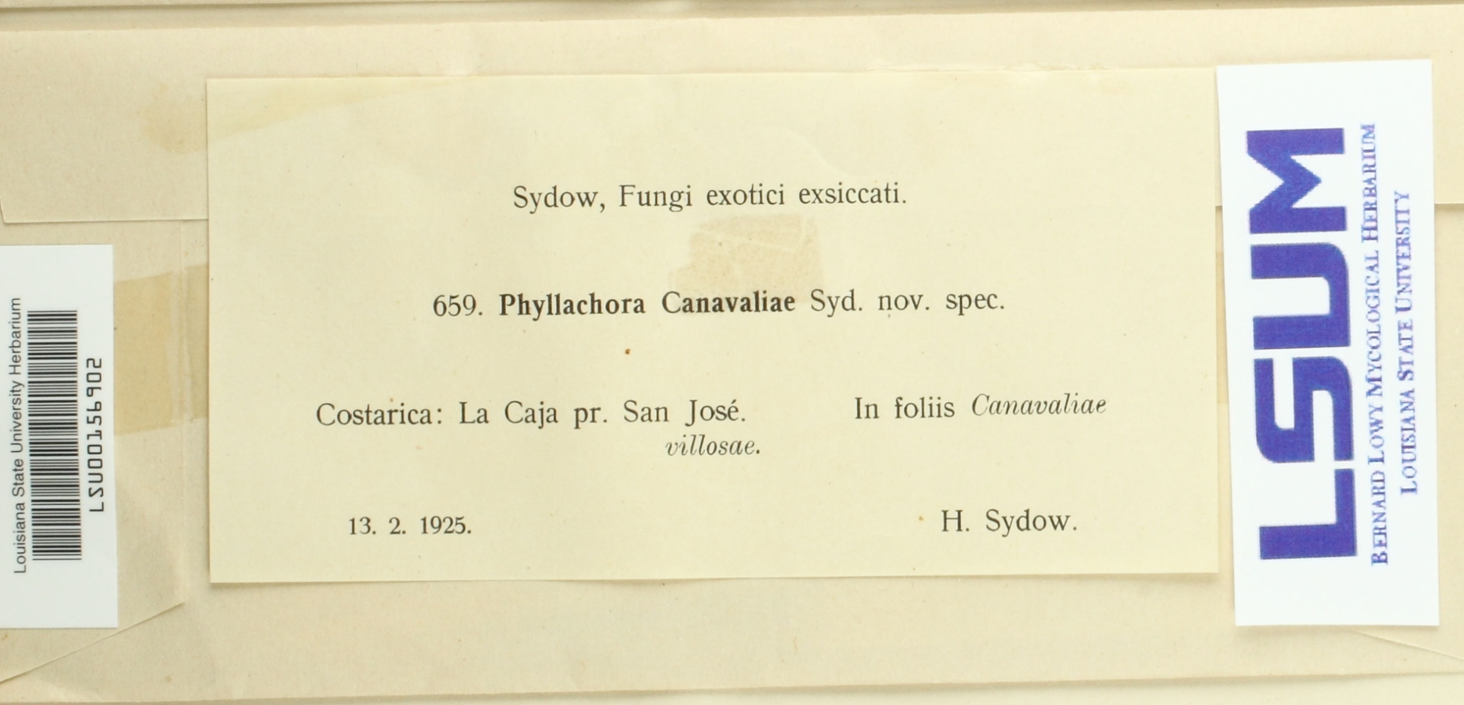 Phyllachora canavaliae image