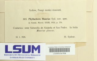 Phyllachora mauriae image