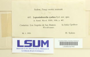 Leptodothiorella cyathea image