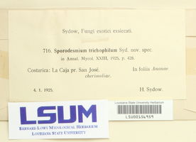 Sporidesmium trichophilum image