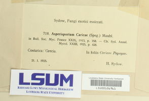 Asperisporium caricae image
