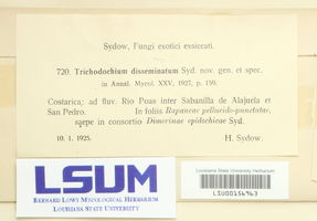Trichodochium disseminatum image