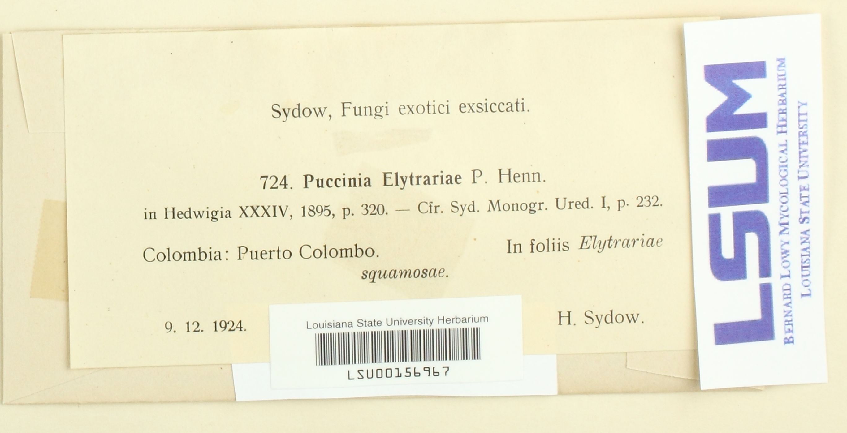 Puccinia elytrariae image