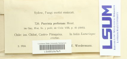 Puccinia perforans image