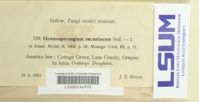 Gymnosporangium aurantiacum image