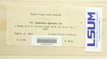 Taphridium algeriense image