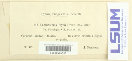 Lophiostoma elymi image