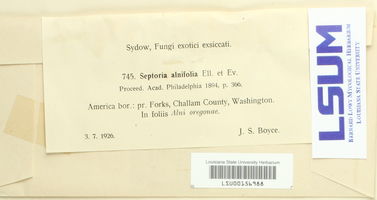Septoria alnifolia image