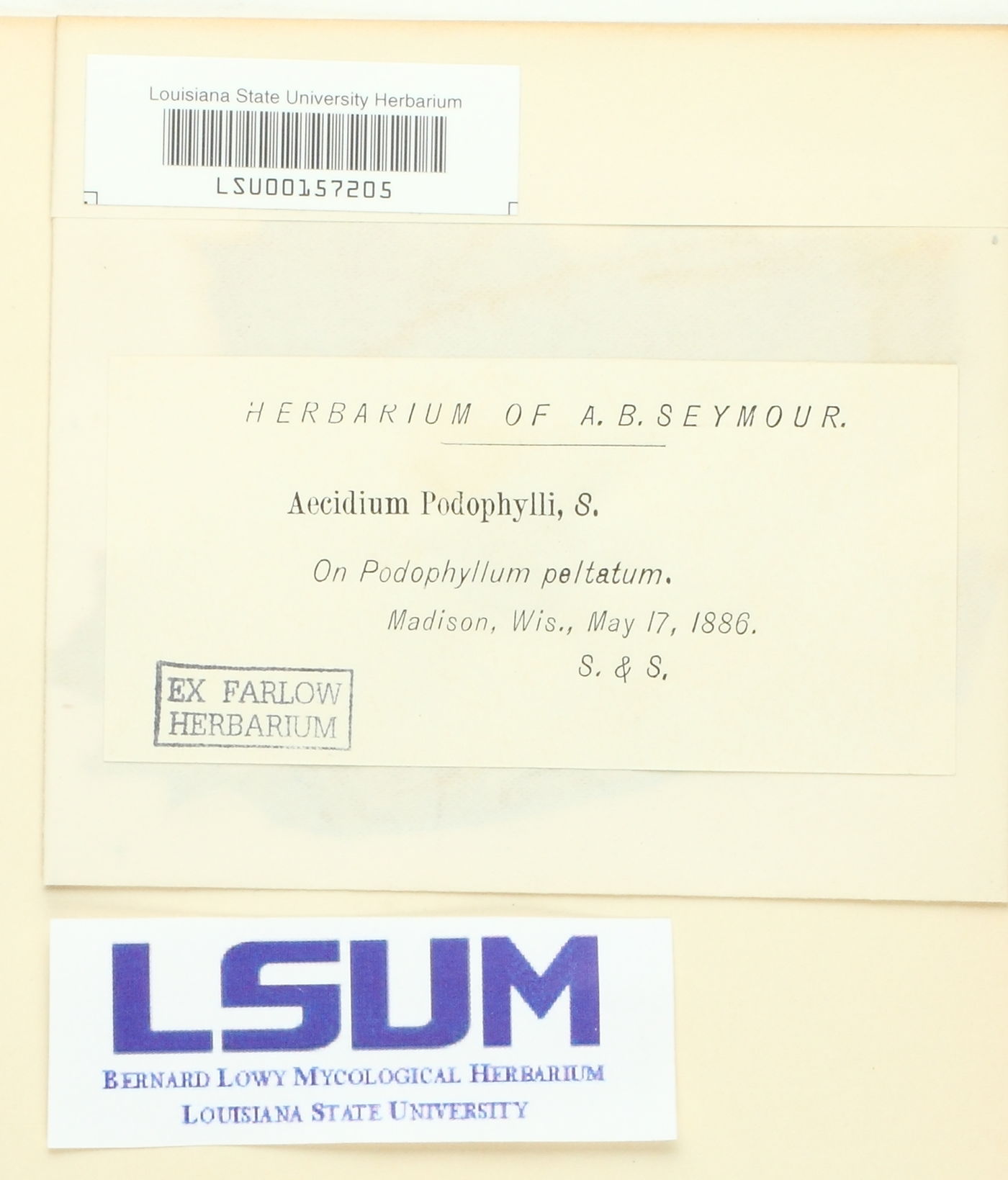 Aecidium podophylli image