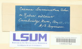 Caeoma luminatum image