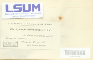 Gymnosporangium clavipes image