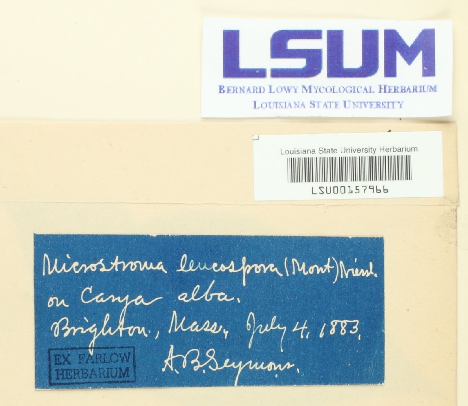 Microstroma leucosporum image
