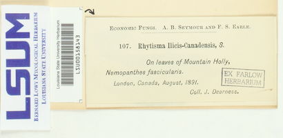 Rhytisma ilicis-canadensis image