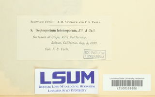 Septosporium heterosporum image