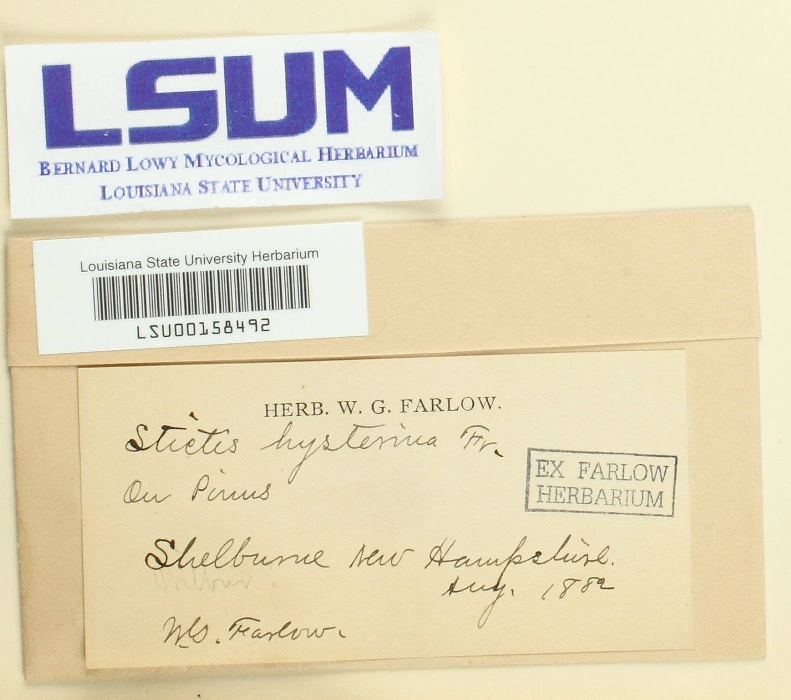 Mellitiosporium hysterinum image