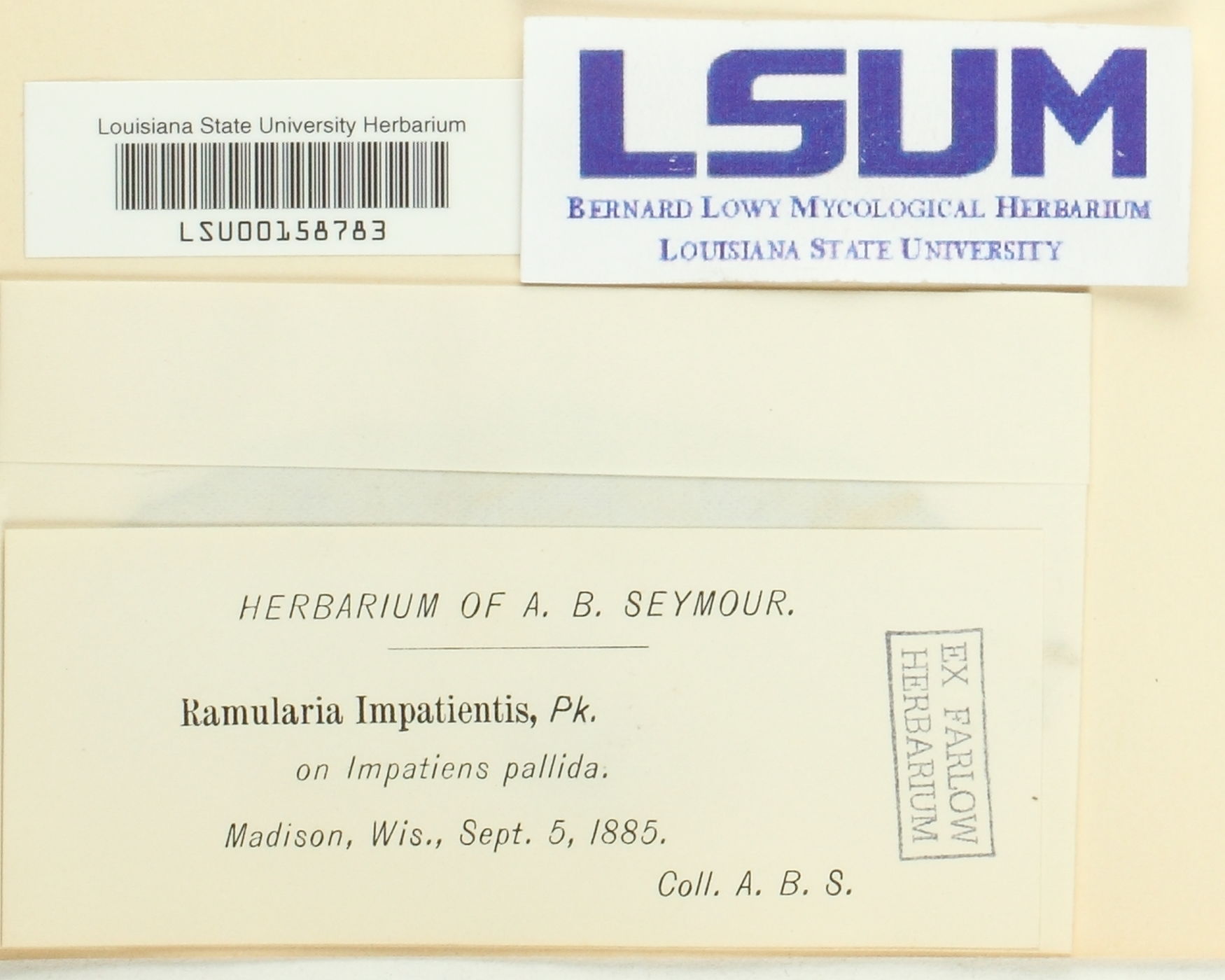 Ramularia impatientis image