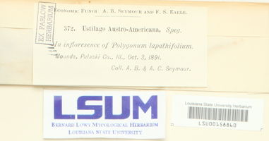 Melanopsichium austroamericanum image