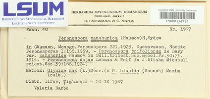 Peronospora manshurica image