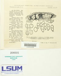 Puccinia recondita image