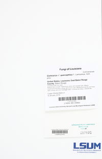 Cortinarius quercophilus image