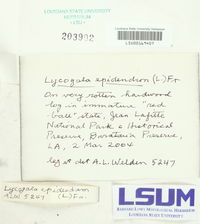 Lycogala epidendrum image
