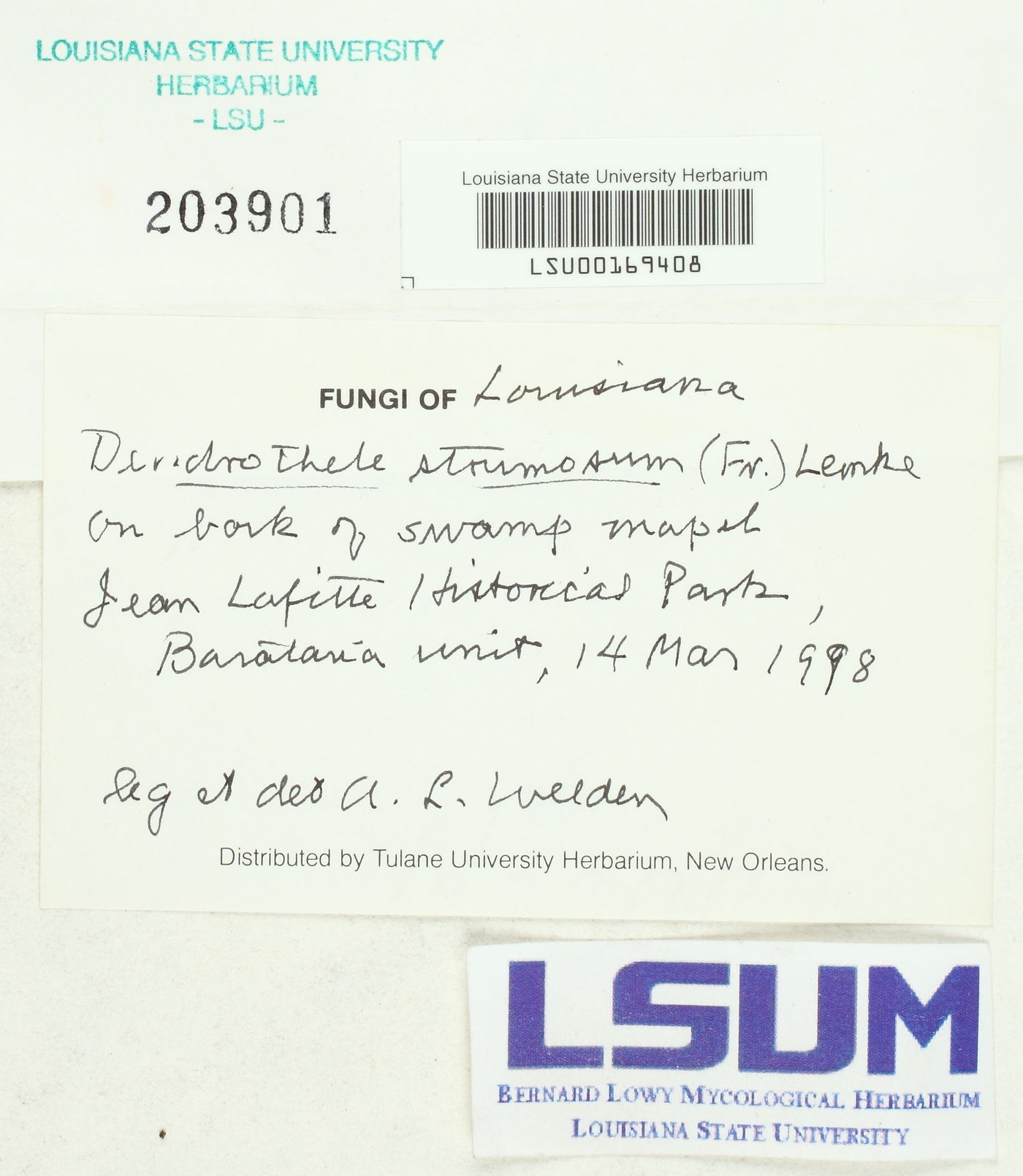 Dendrothele strumosa image