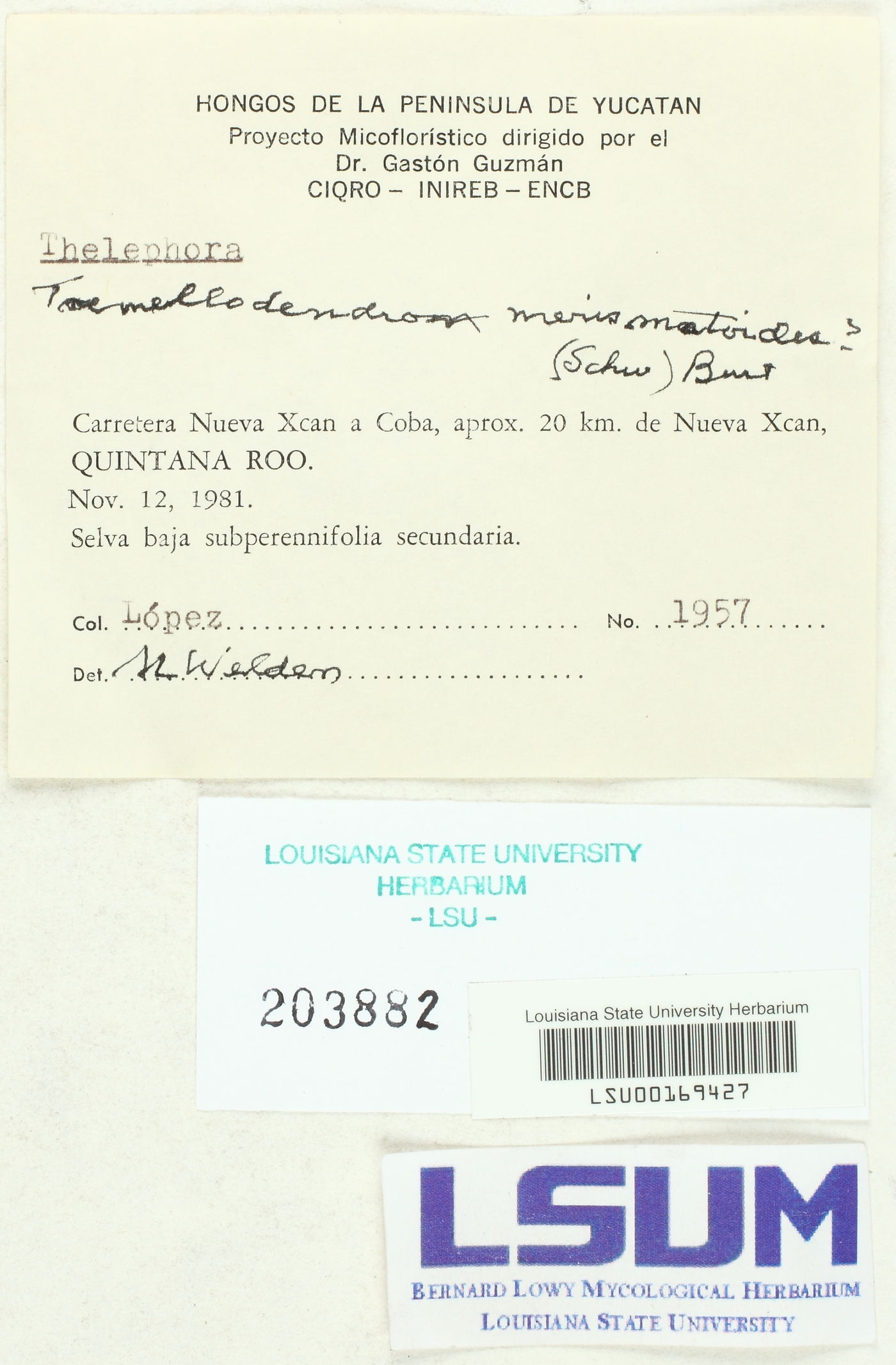 Tremellodendron merismatoides image