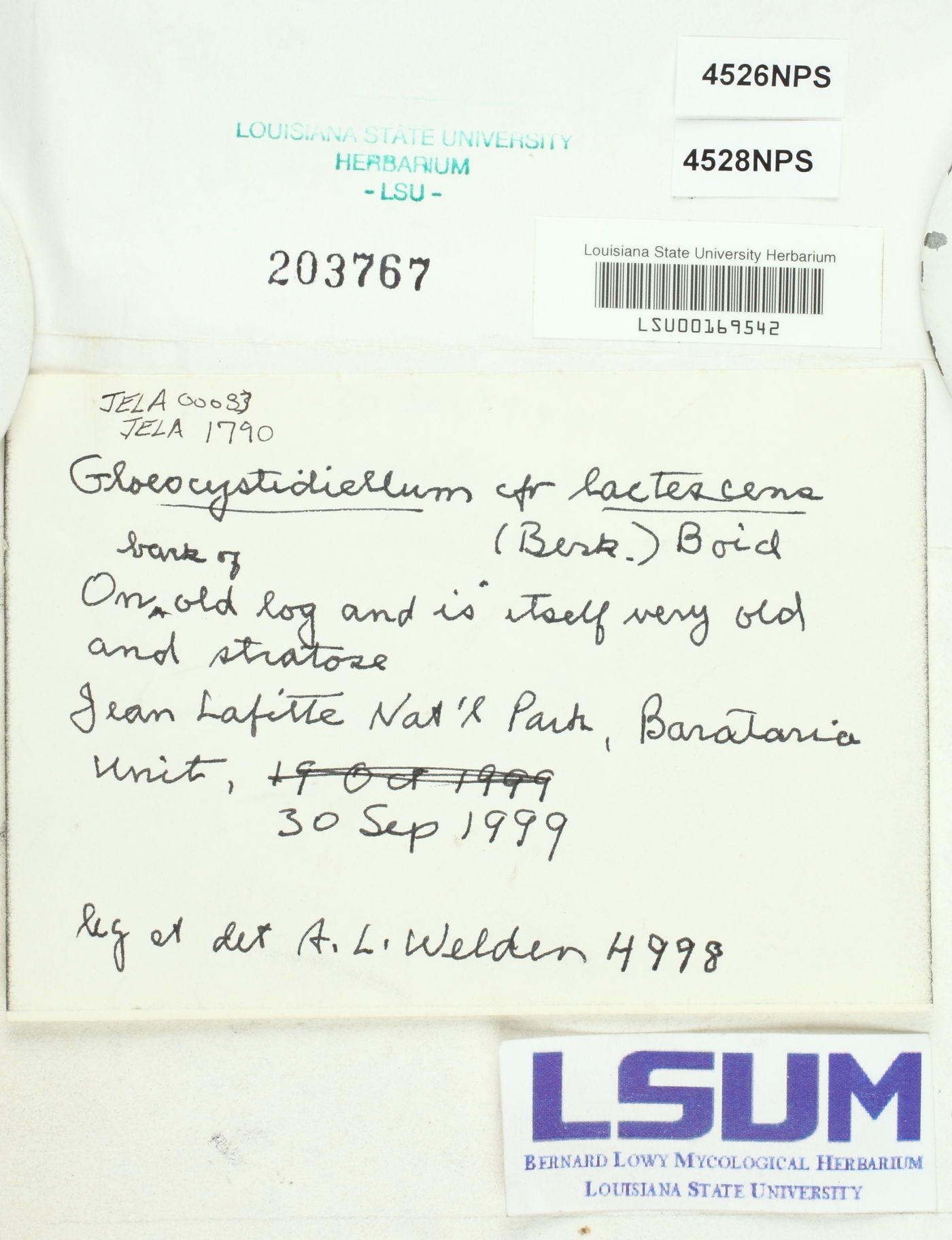 Gloiothele lactescens image