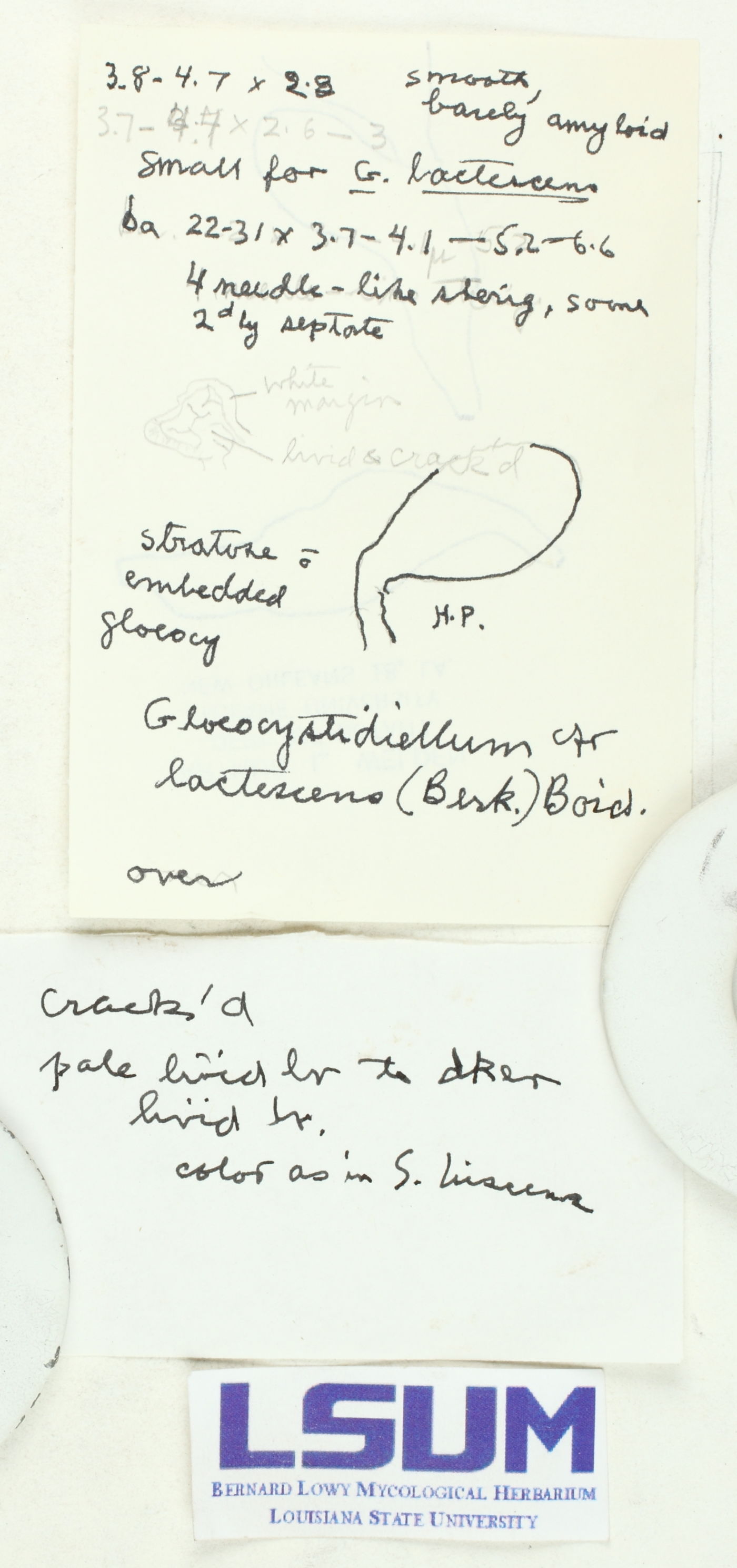Gloiothele lactescens image