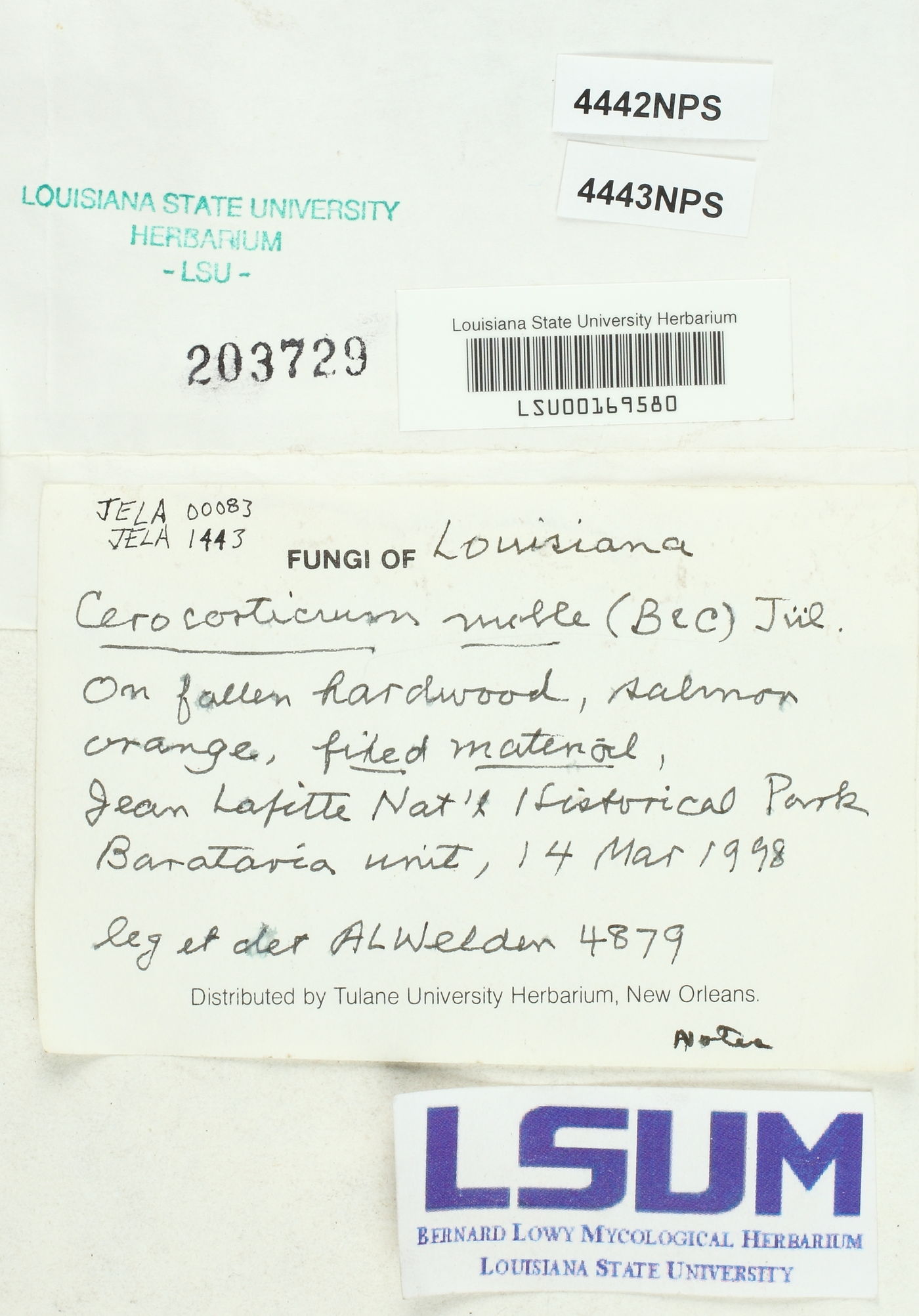 Cerocorticium molle image
