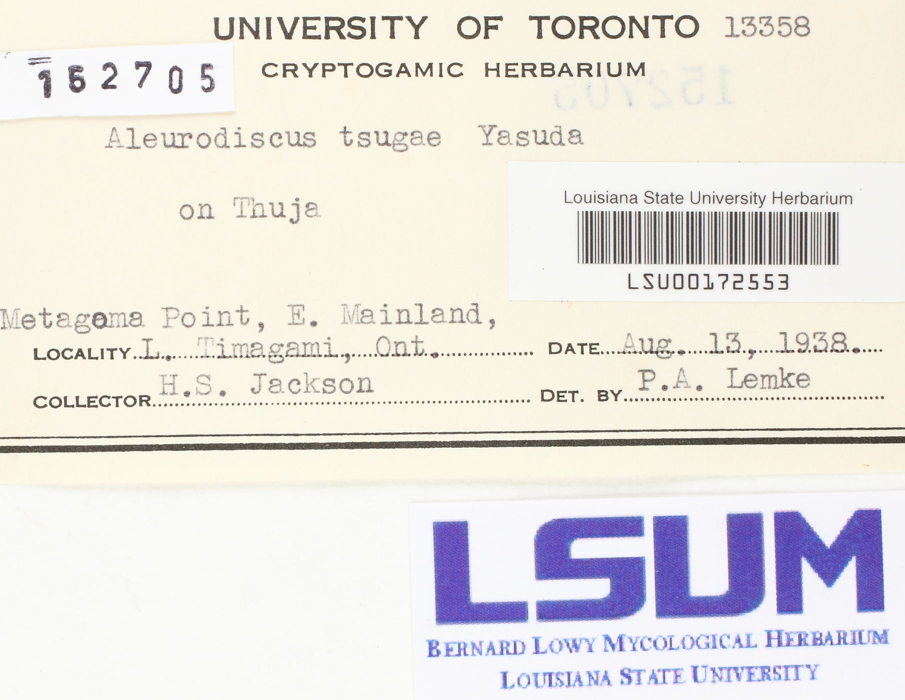 Acanthophysium tsugae image