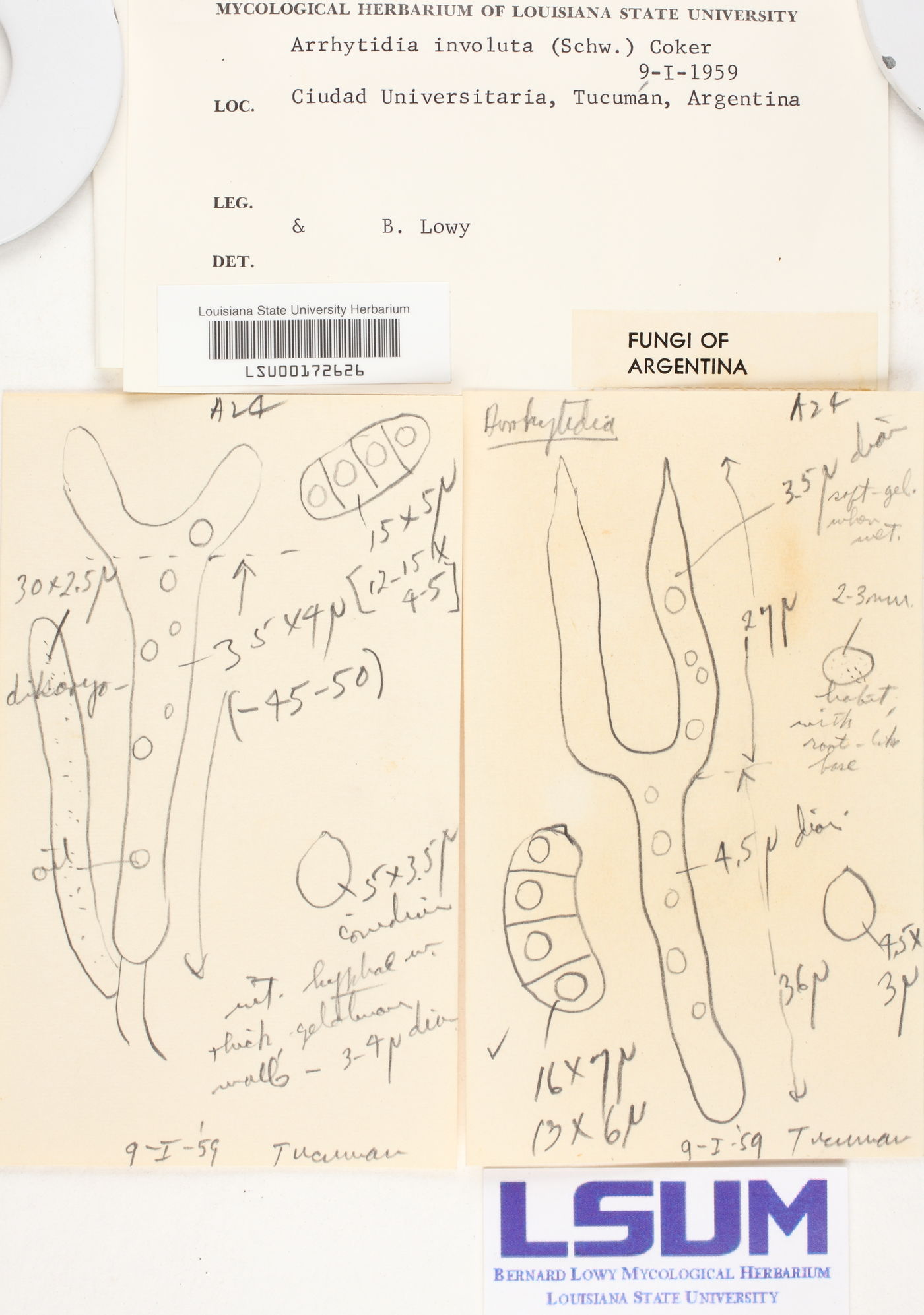 Arrhytidia image