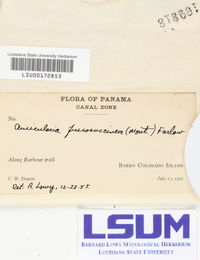 Auricularia fuscosuccinea image