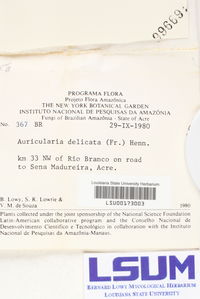 Auricularia delicata image