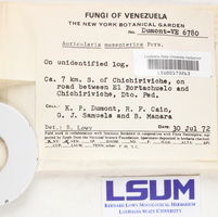 Auricularia mesenterica image