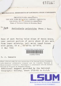 Auricularia polytricha image