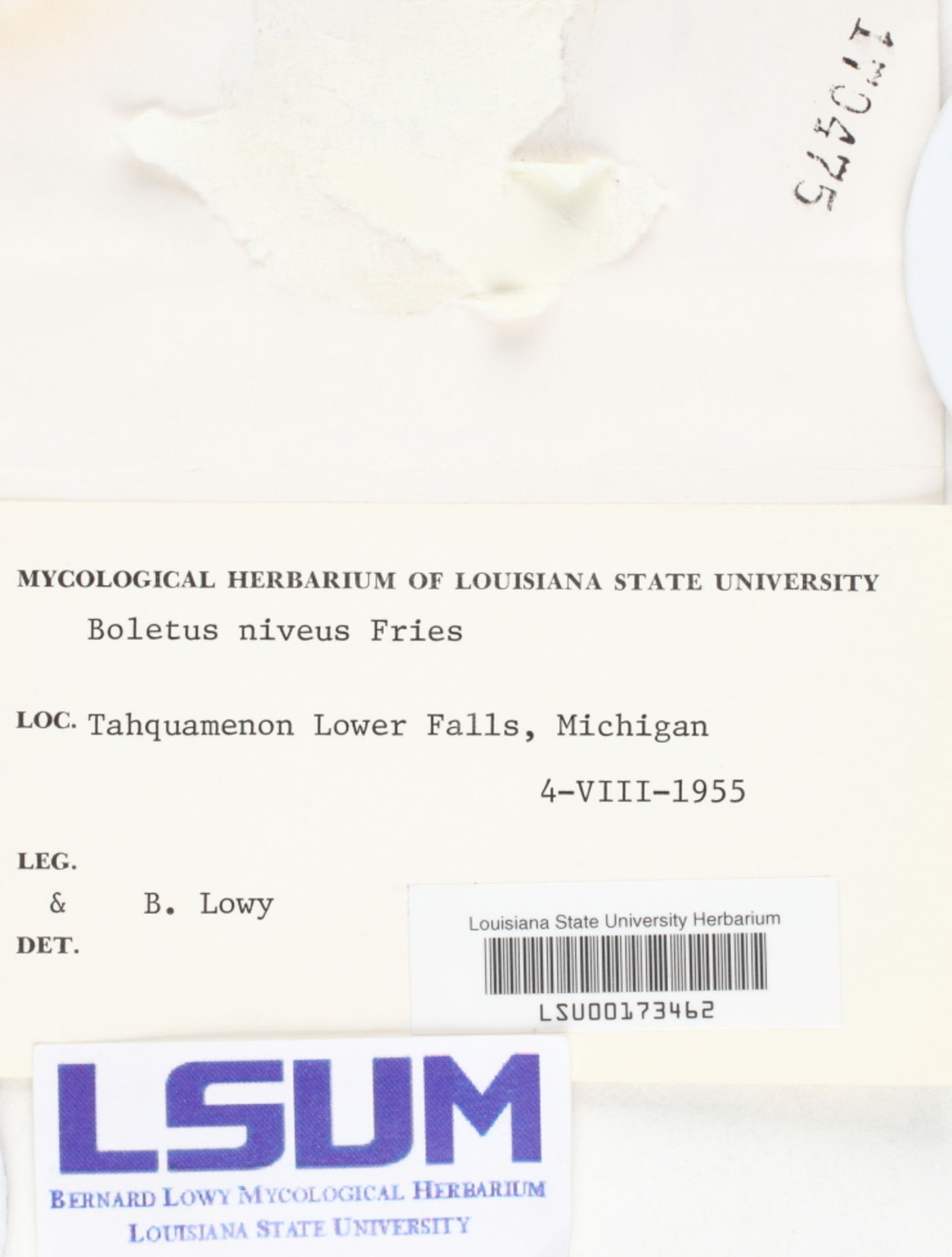 Boletus niveus image
