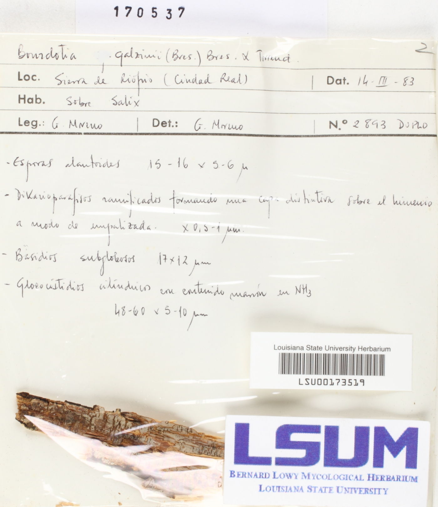 Exidiopsis galzinii image
