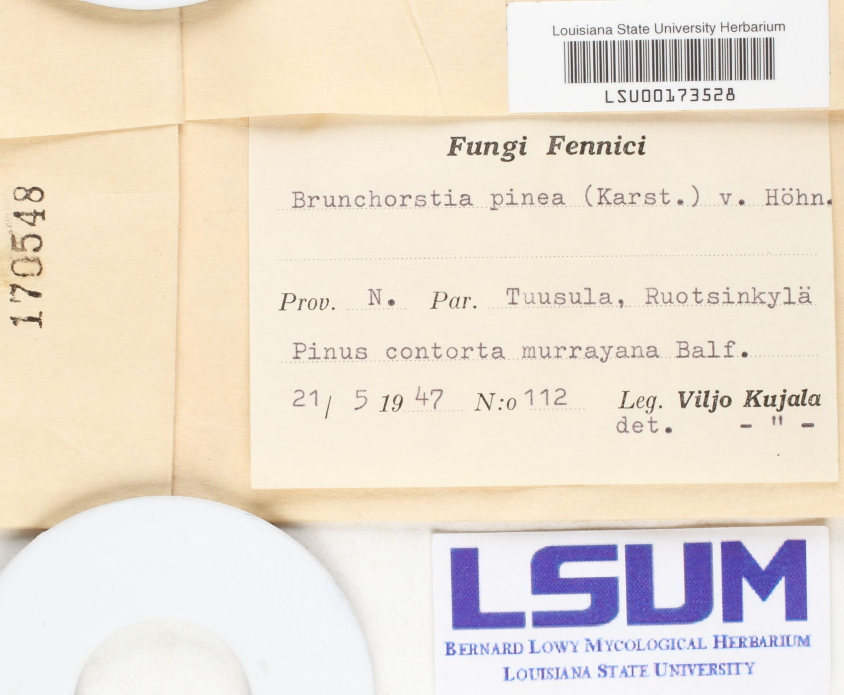 Gremmeniella abietina image