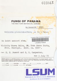 Calocera glossoides image