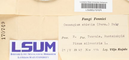 Cenangium ferruginosum image
