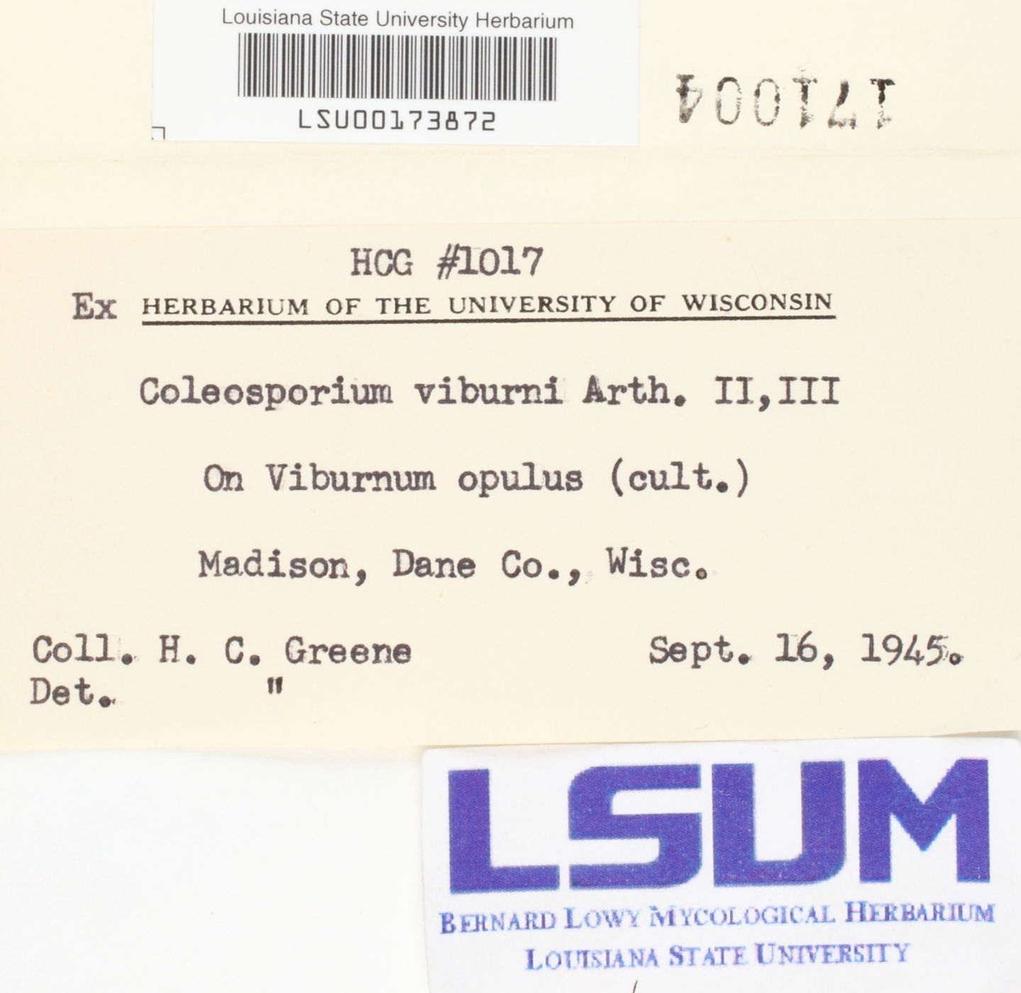 Coleosporium viburni image