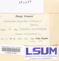 Crumenulopsis pinicola image