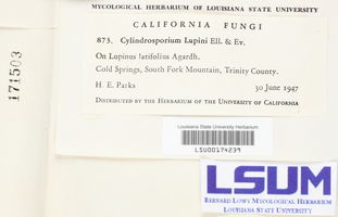 Cylindrosporium lupini image