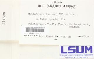 Cylindrosporium rubi image