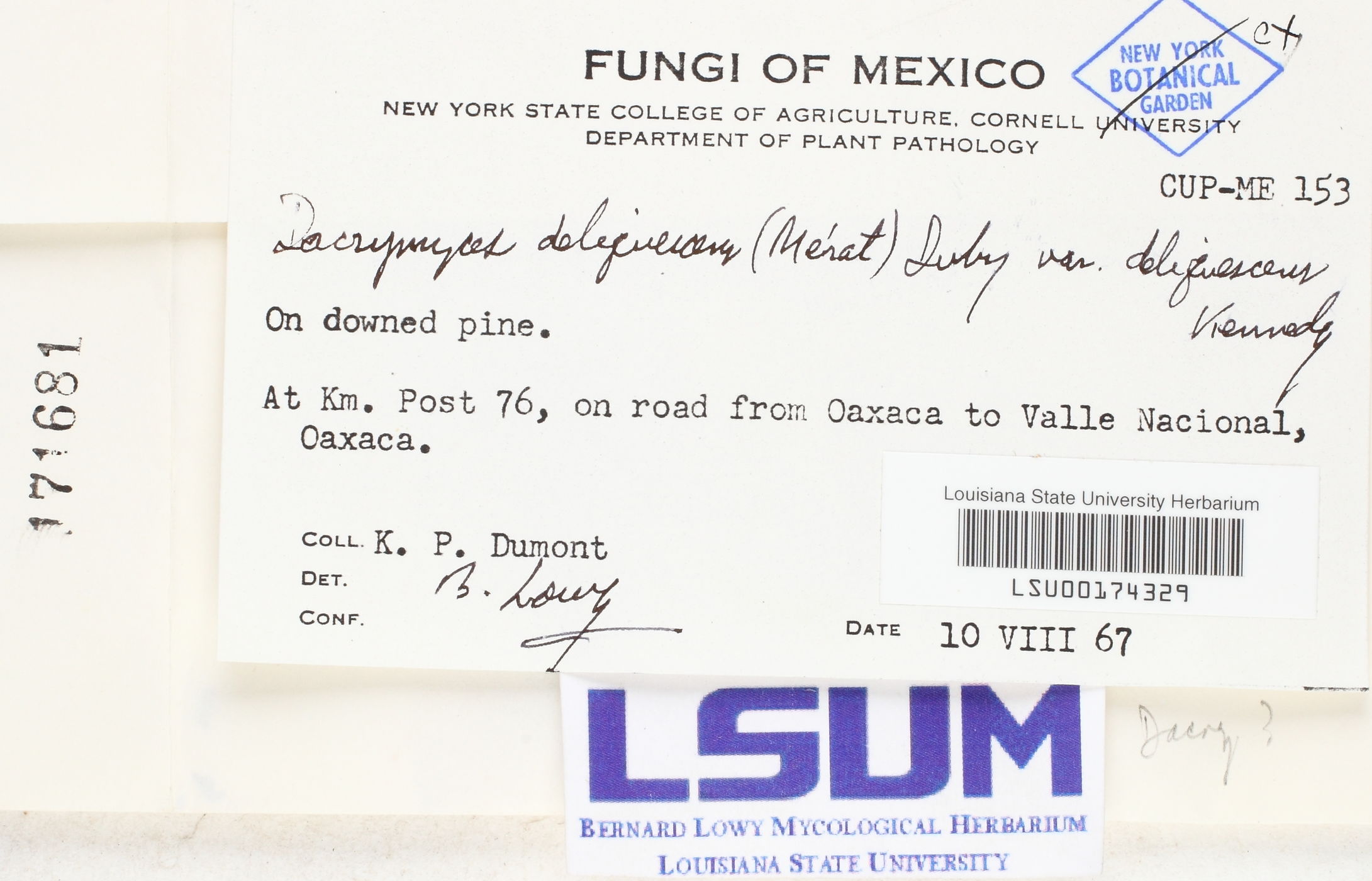 Dacrymyces deliquescens var. deliquescens image