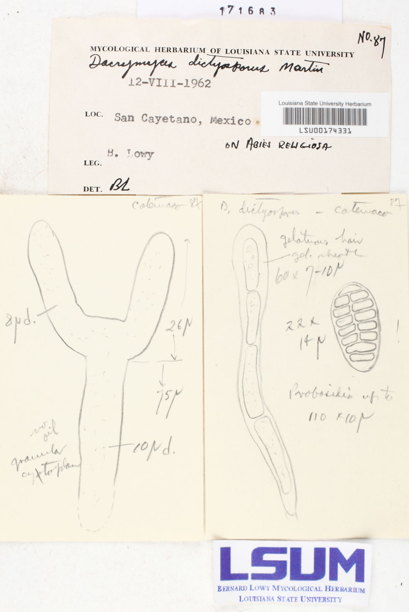 Dacrymyces dictyosporus image